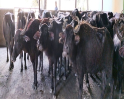 হবিগঞ্জে ৬০টি মহিষের পরিচর্যা করতে বিজিবিকে নির্দেশ আদালতের